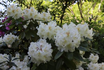 Rhododendron - pěnišník - v květu
